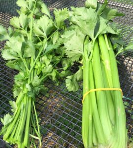 Compare celery types
