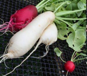 Winter Radishes